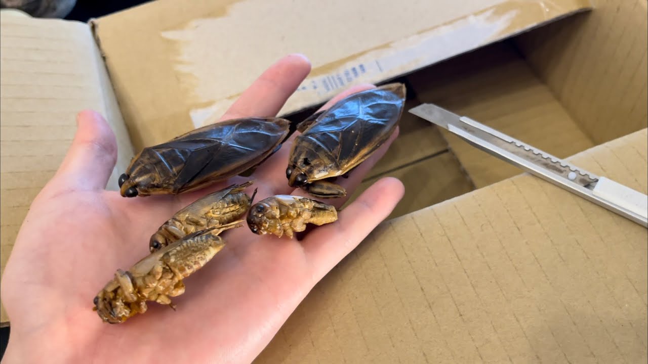 家に大量の虫が送られてきたww
