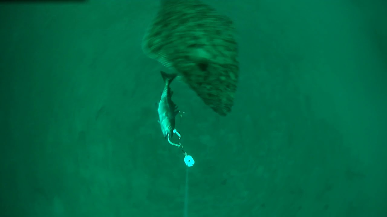 Soroya  Breivikbotn Juni 2019  Heilbutt / Halibut Spydro Aufnahme Soroya