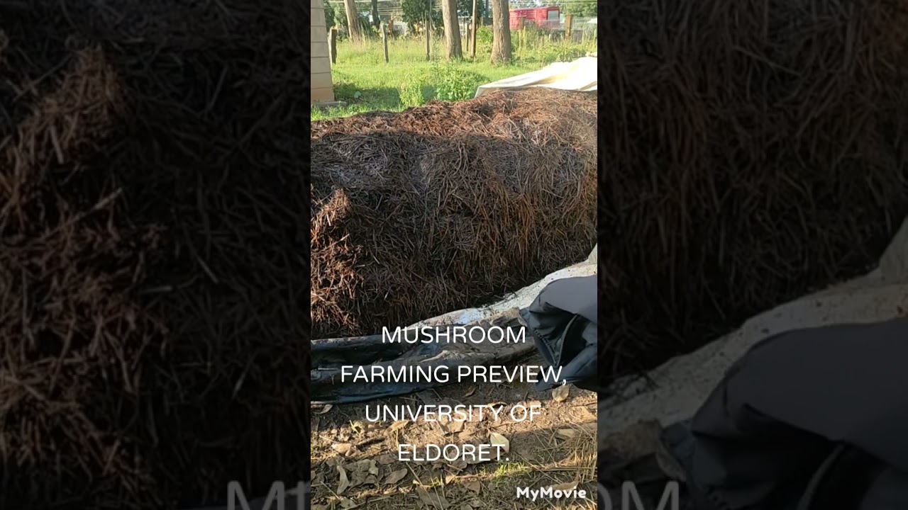 MUSHROOM FARMING TIP courtesy UOE.
