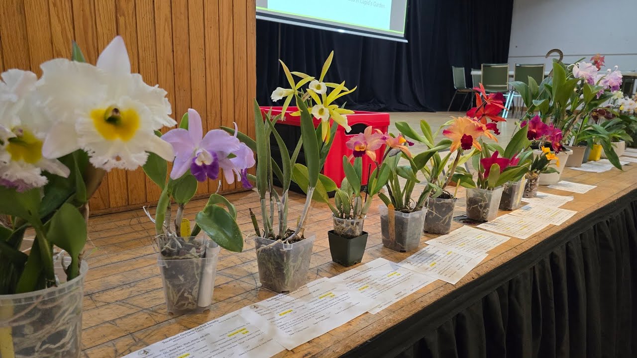 Sophie's Garden 2026新年的第一次兰会