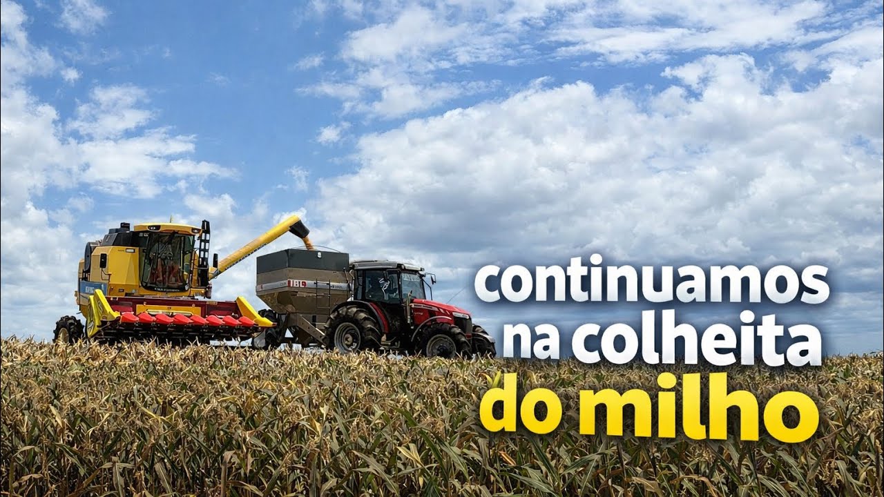 Seguimos na colheita do milho !!