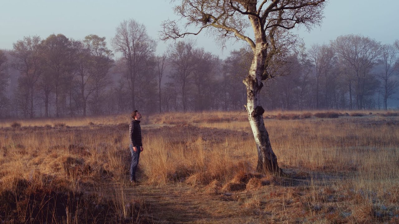 Trees and Harmony in Landscape Photography