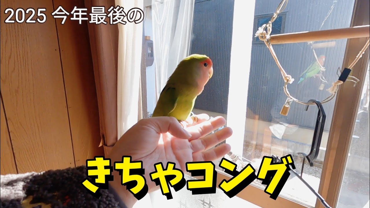 合いの手インコのキーちゃん｜2025年最後の｢きちゃコング｣はどうだ！