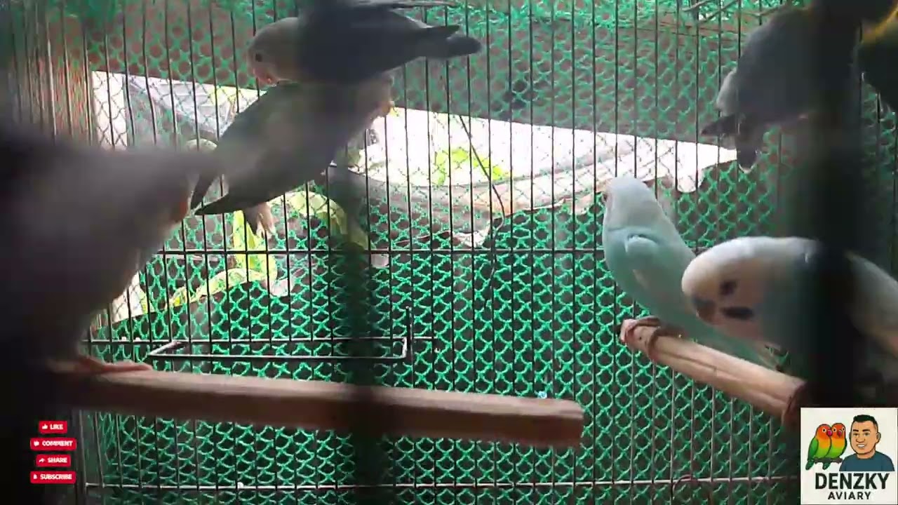 BAKIT HINDI NAGFEFERTILE ANG MGA ITLOG NG IBON NATIN TIPS @DenzkyAVIARY 