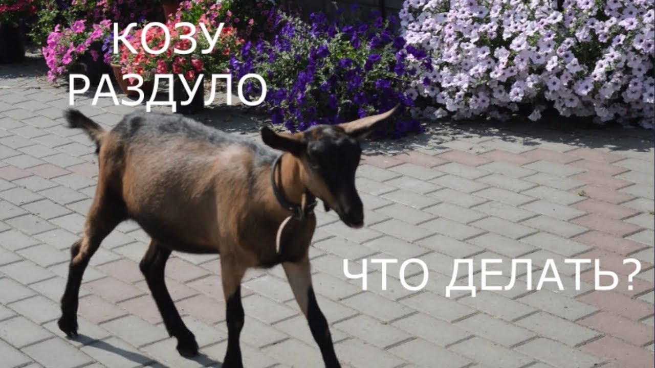 Козу раздуло, что делать?