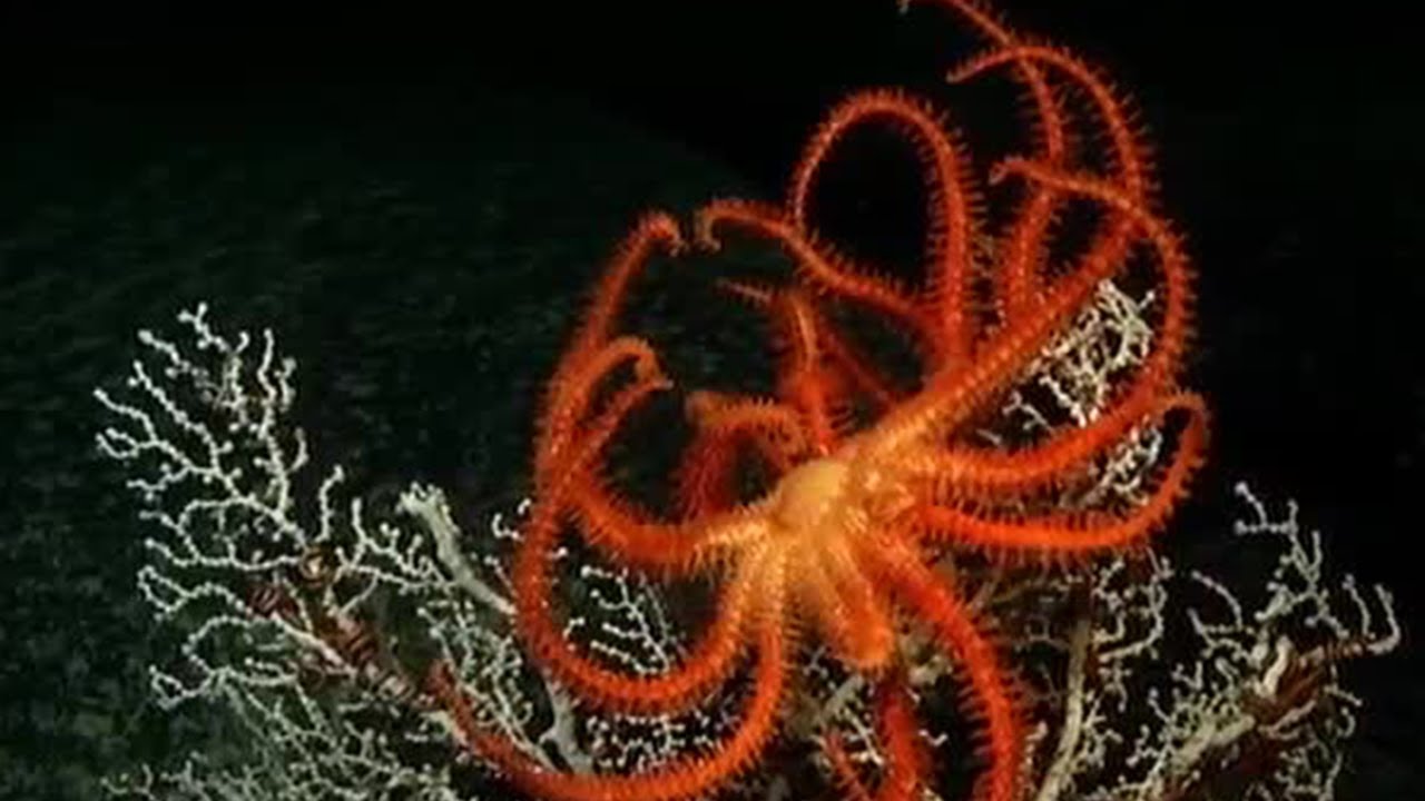 Undersea Volcanoes | Planet Earth | BBC Earth