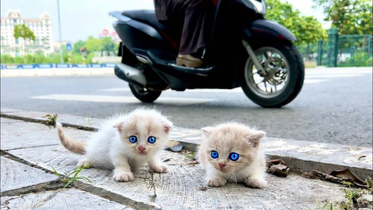Lost kittens find their way home; I adopted these adorable kittens after they were rescued.