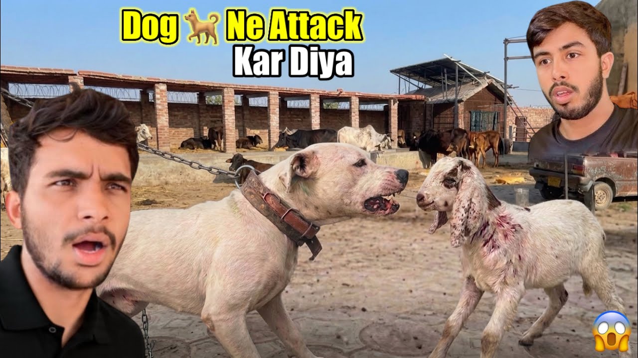 Khooni Kutte Se Memnay Ki Jan Bachayi 😱Goat Farming | Zohaib Pendu | Saqlain Pendu 