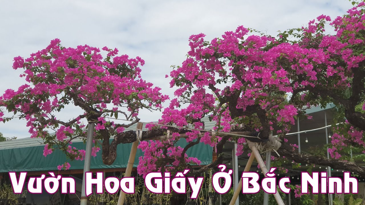 Vườn Hoa Giấy Toàn Cây To Khủng Tại Bắc Ninh | Lần Đầu Nhìn Thấy Các Gốc Hoa Giấy To Nhất