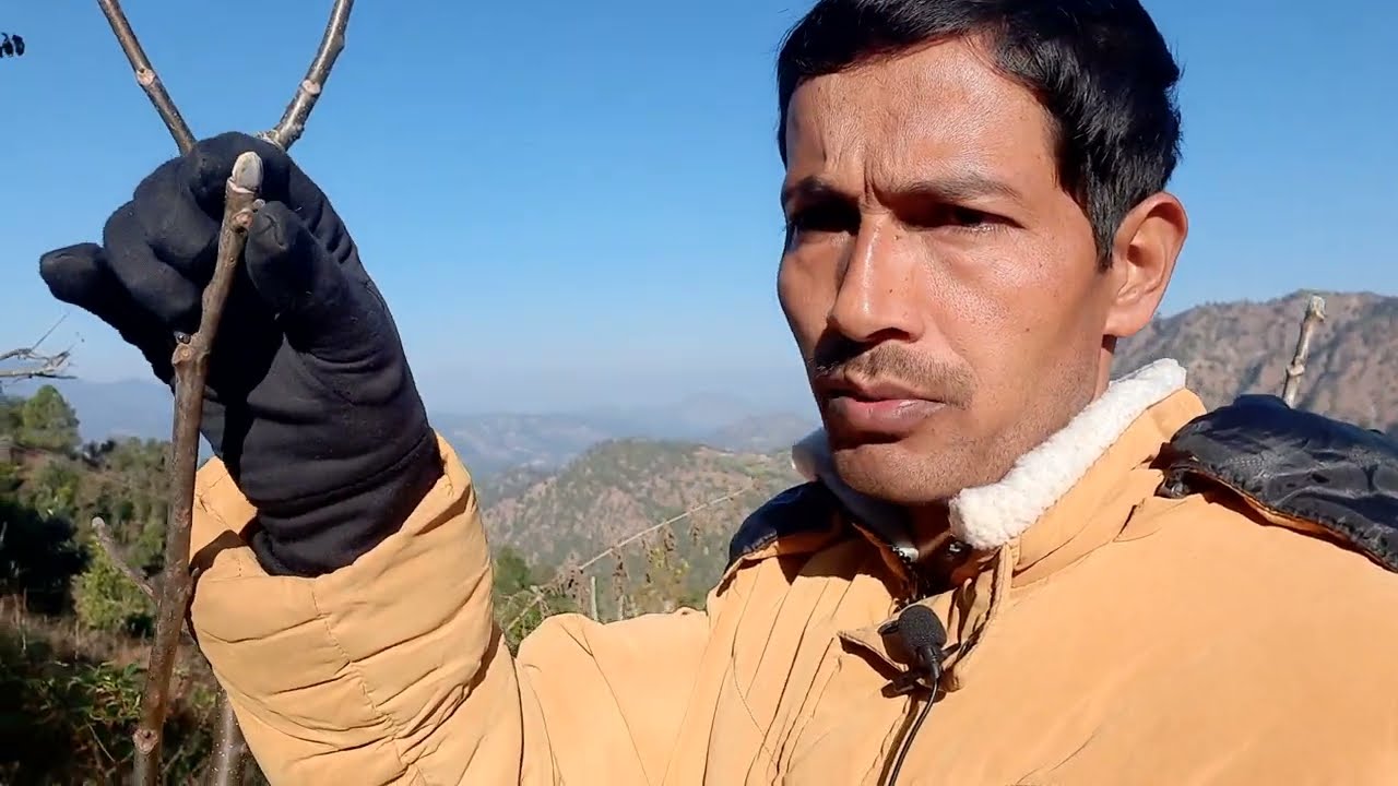Preparation Things to know for Grafting walnuts (ओखर कलमी कुन समयमा गर्ने कसरी गर्ने जानकारी)