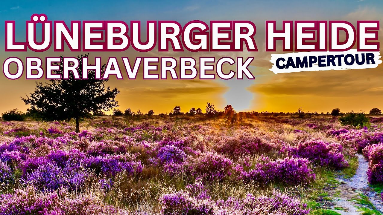 Naturparadies Lüneburger Heide: Camping zwischen Heideblüte und Heidschnucken! 🌼🐑