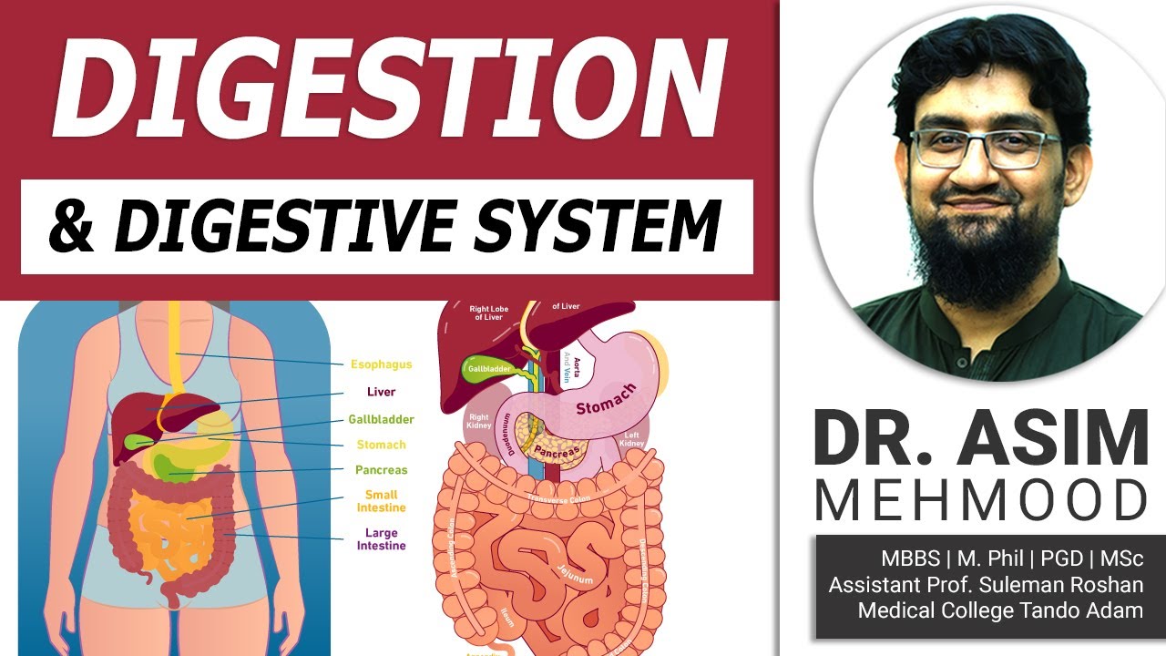 Biology of Digestion and Digestive System | Hindi / Urdu
