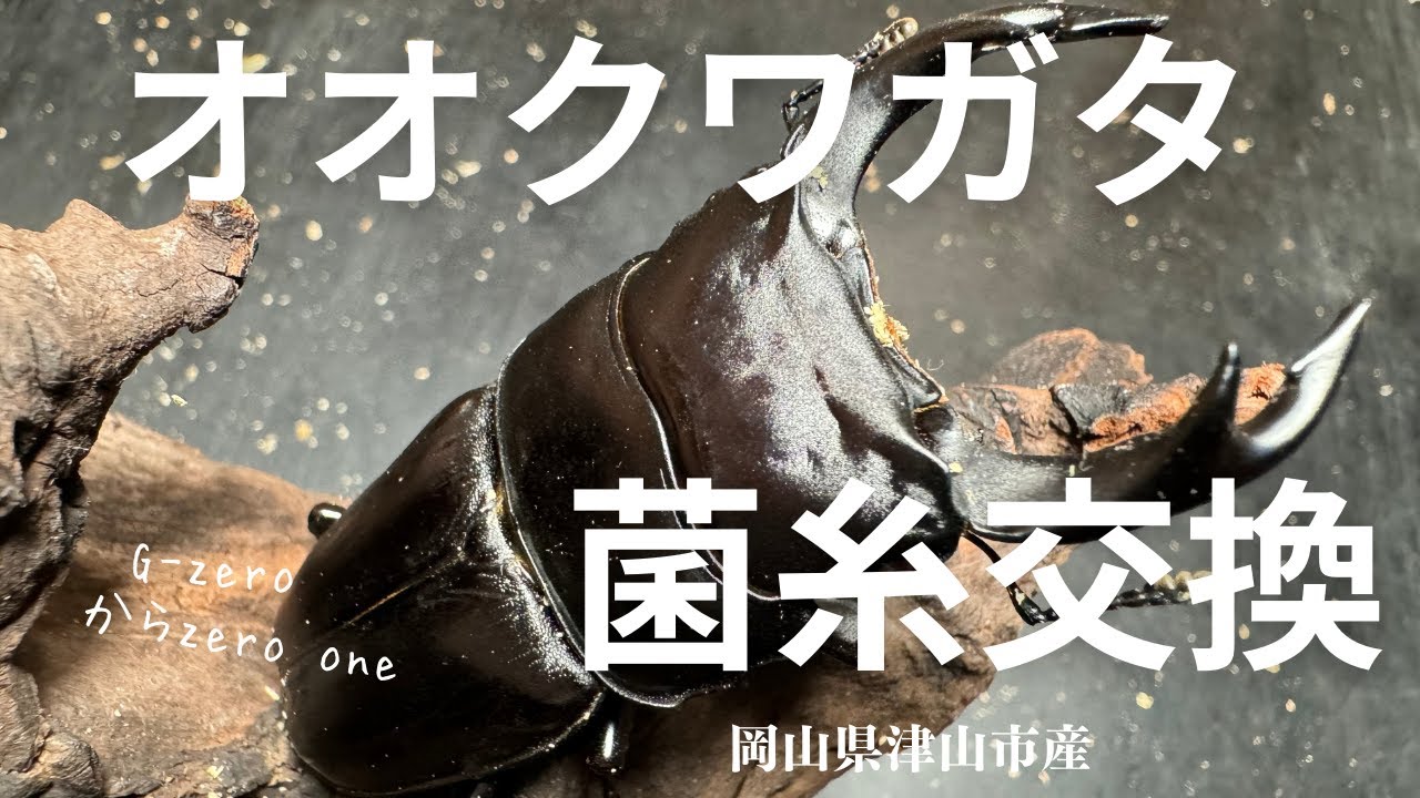 国産オオクワガタの菌糸交換【岡山県津山市産。今期最後の菌糸交換】