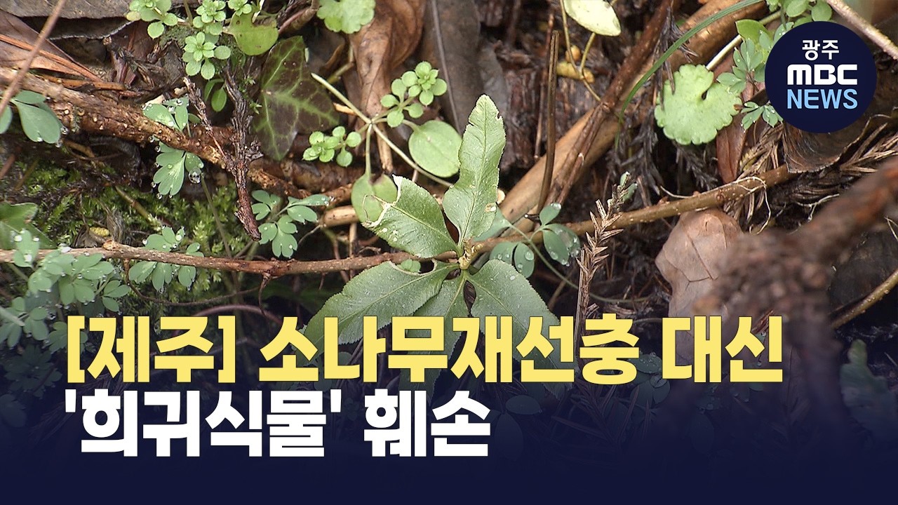 [제주] 소나무재선충 방제하며 '희귀식물' 훼손(뉴스투데이 2026.03.06 광주MBC)