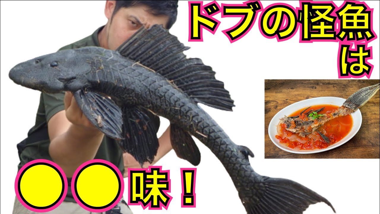 鎧をまとった外来魚「プレコ」を素手で乱獲して食べる【沖縄・マダラロリカリア】