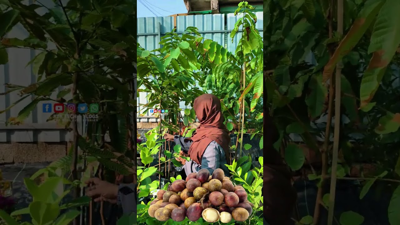 Rs 600/- Or Rs700/- Matoa Fruit plant  jumbo plant Puthanathani KarshikaNursery Malappuram