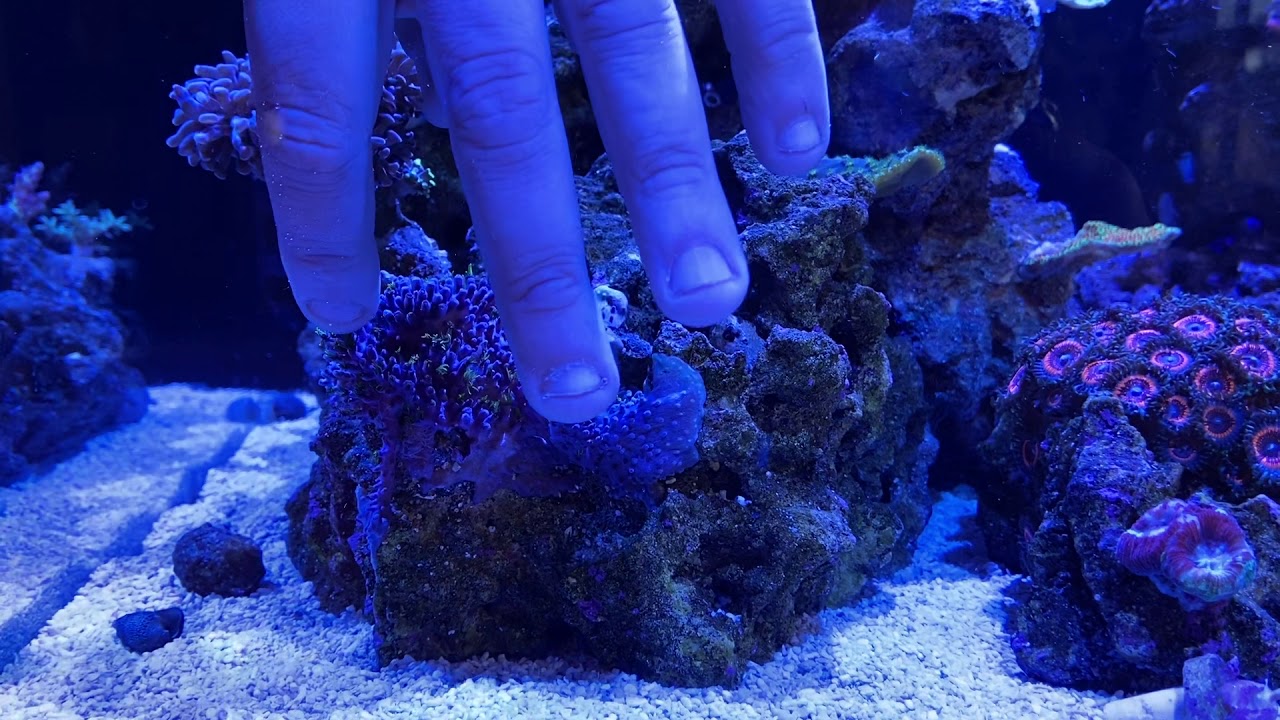 Why Is My Green Star Polyp Not Coming Out?