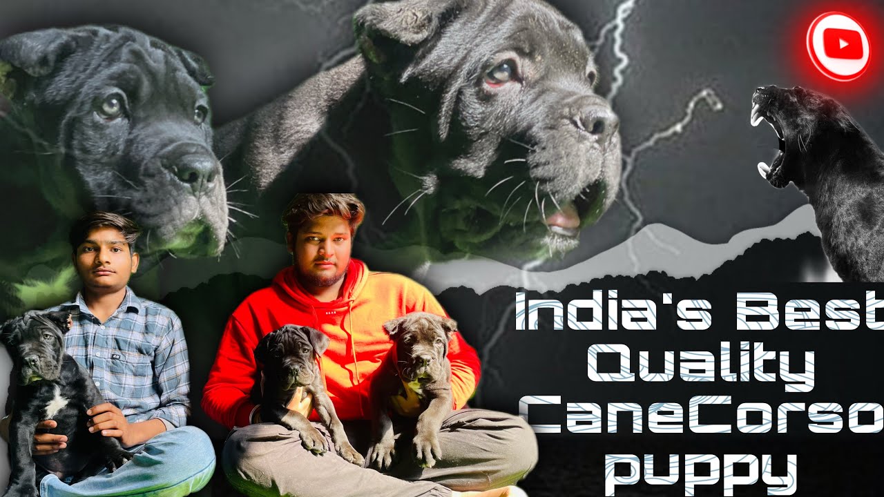 India’s 🇮🇳  Best Quality CaneCorso Puppy | CaneCorso Breed Best Price In India 🇮🇳 | MahadevDogKennel