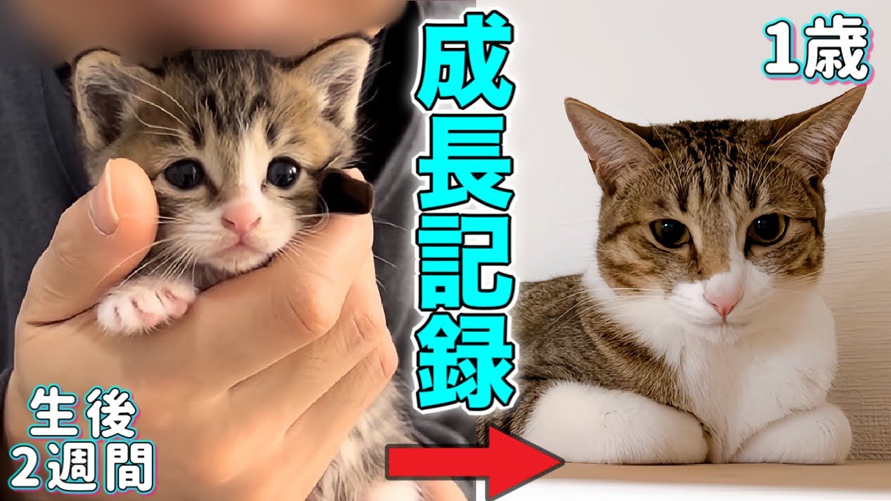 生後2週間でお迎えした甘えん坊猫が1歳になるまでの成長記録【保護猫】