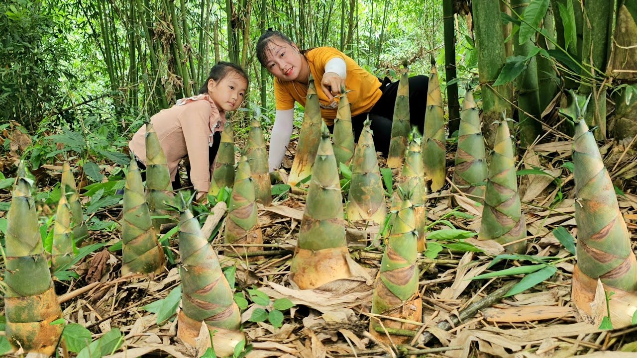 Harvest giant bamboo shoots and pick wild vegetables to sell at the market | Tương Thị Mai
