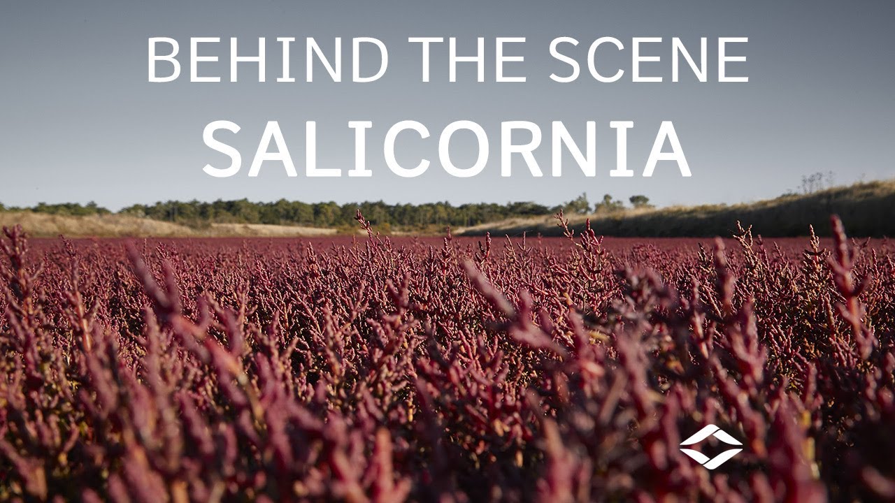 BEHIND THE SCENE - SALICORNIA
