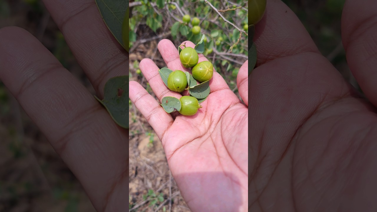 Malus picking #nature #malus #fruit #fruits #tree #trees