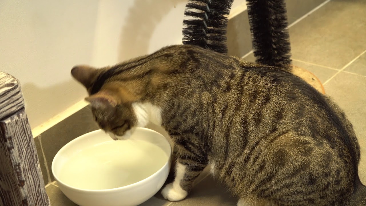 Ollim kot do adopcji - Olsztyn Kocha Koty