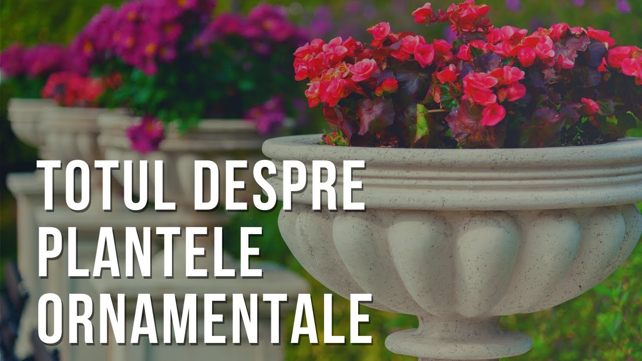 Plante ornamentale | VIATA IN GRADINA | SperantaTV