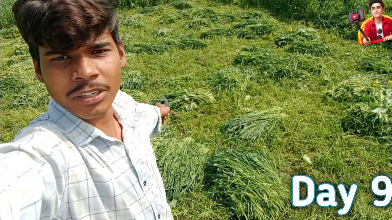 Volleyball ground prepared and brought fodder for the animals ! HR Desi Jaat Vlogs 