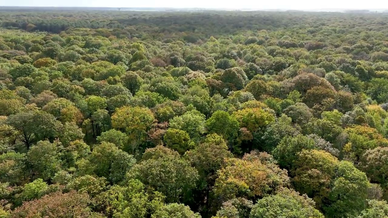 Canop&eacute;e de la for&ecirc;t de Rambouillet (Yvelines)