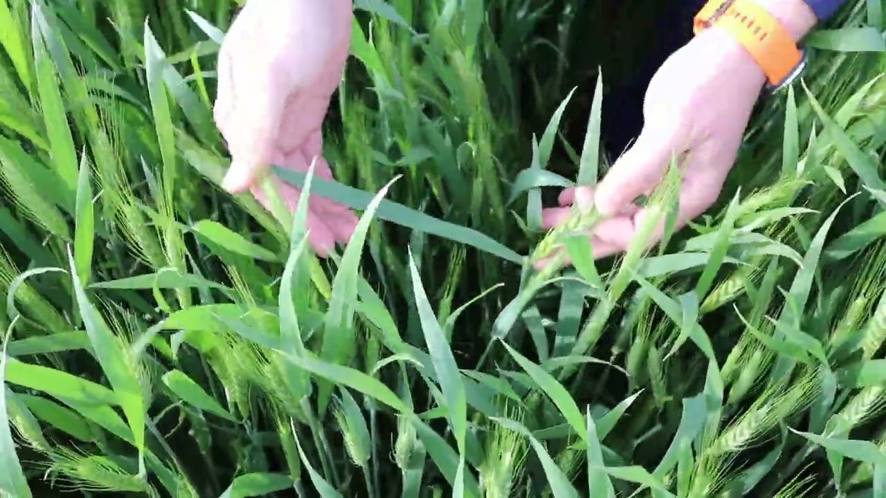 Wheat Fungicide Timing w/Rain Coming: (Should You Apply Early Before Flowering?) 5/23/22