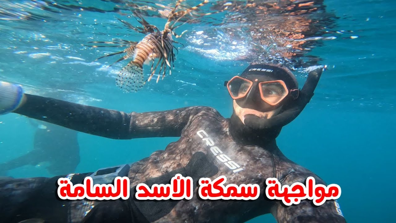 مواجهة سمكة الأسد السامة , ضمن أخطر الاسماك في العالم  !!