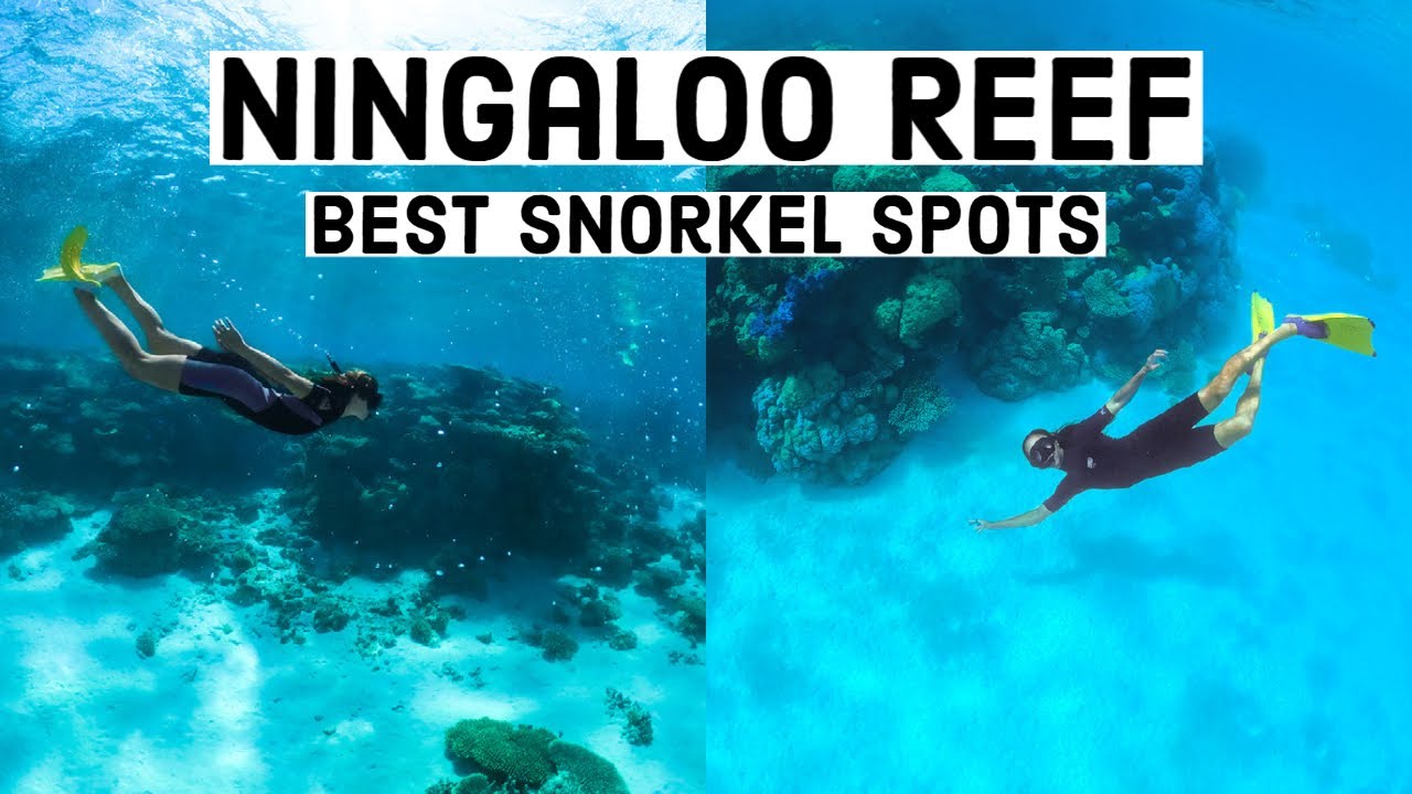 Ningaloo Reef's BEST Snorkel Spots! Exmouth Snorkelling - Western Australia Guide