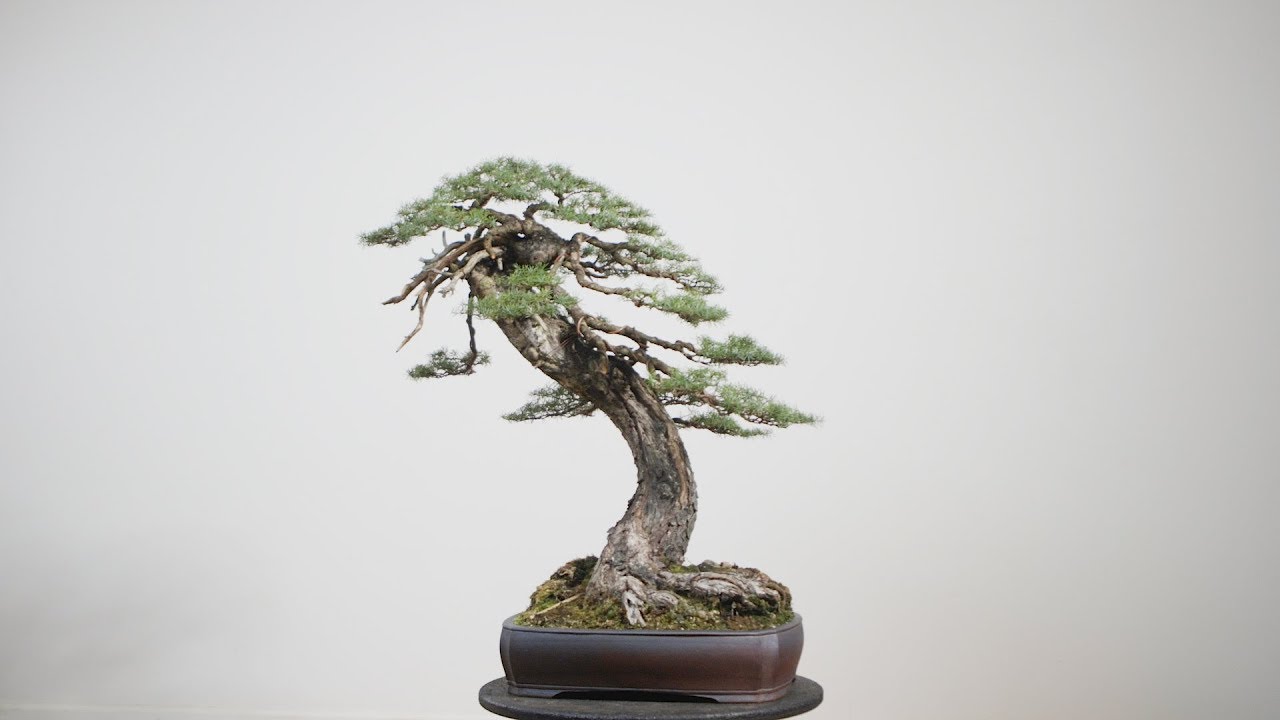 Mountain Hemlock Transformation