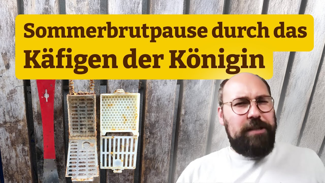 Sommerbrutpause durch das Käfigen der Königin