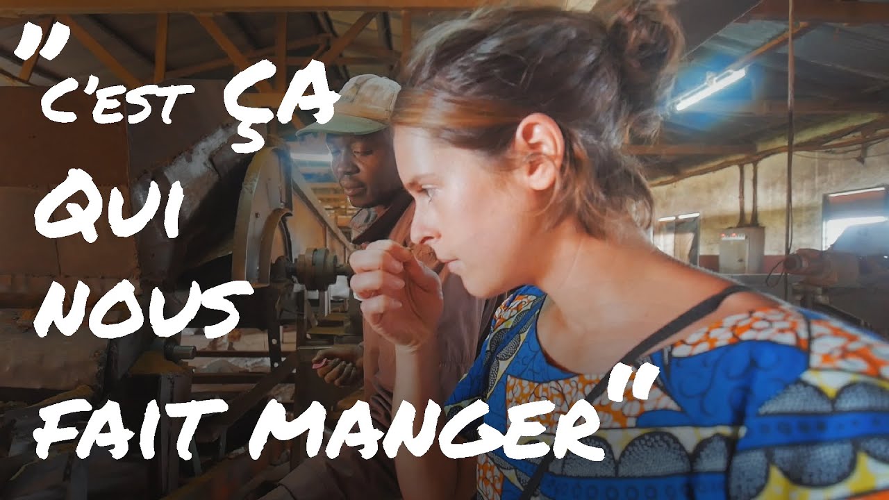 #46 Comment est fabriqué le THÉ au Cameroun? Les ouvriers récoltent les feuilles à la main