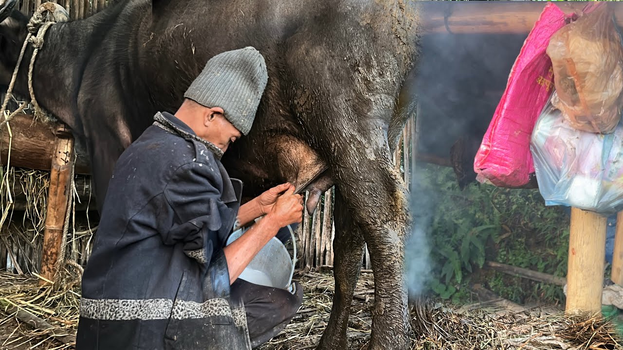 In Village of Nepal an old man farming an buffalo 🥰 || Beauty village Nepal ❤️🌺 