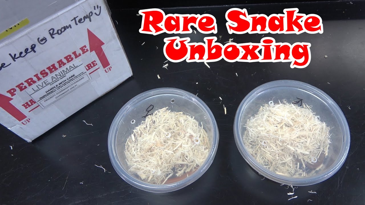 Rare Snake Unboxing