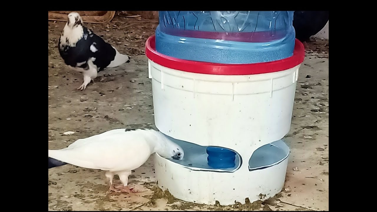 عمل مشرب للحمام بأقل التكاليف بفكرة سهله وبسيطه