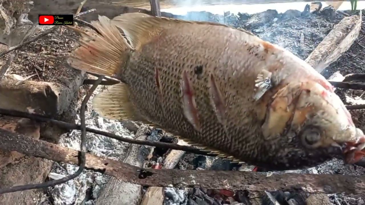 Panggang ikan tembakang‼️gak habis sekali makan