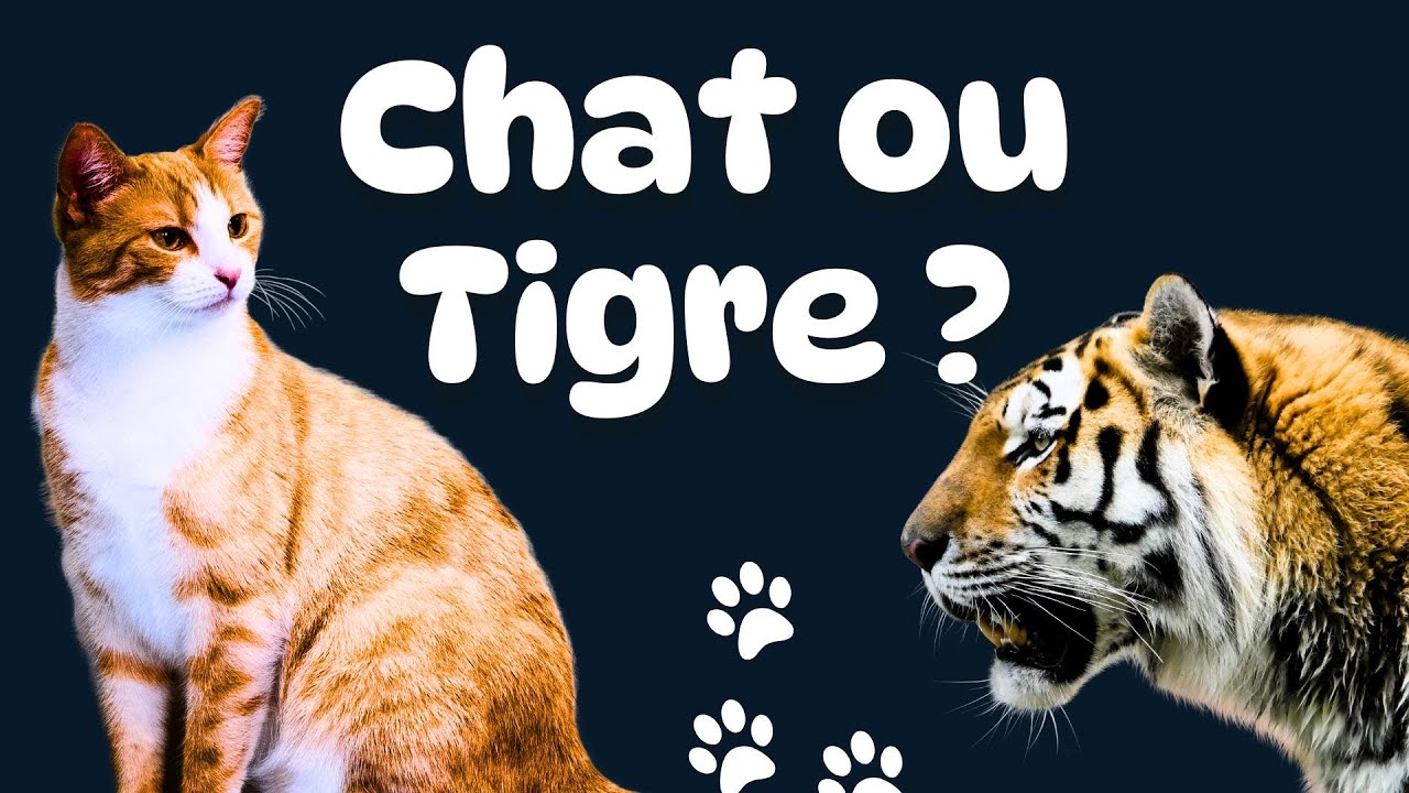 Ton Chat s’ennuie ? 7 signes du Syndrome du Tigre + Solutions 🐯