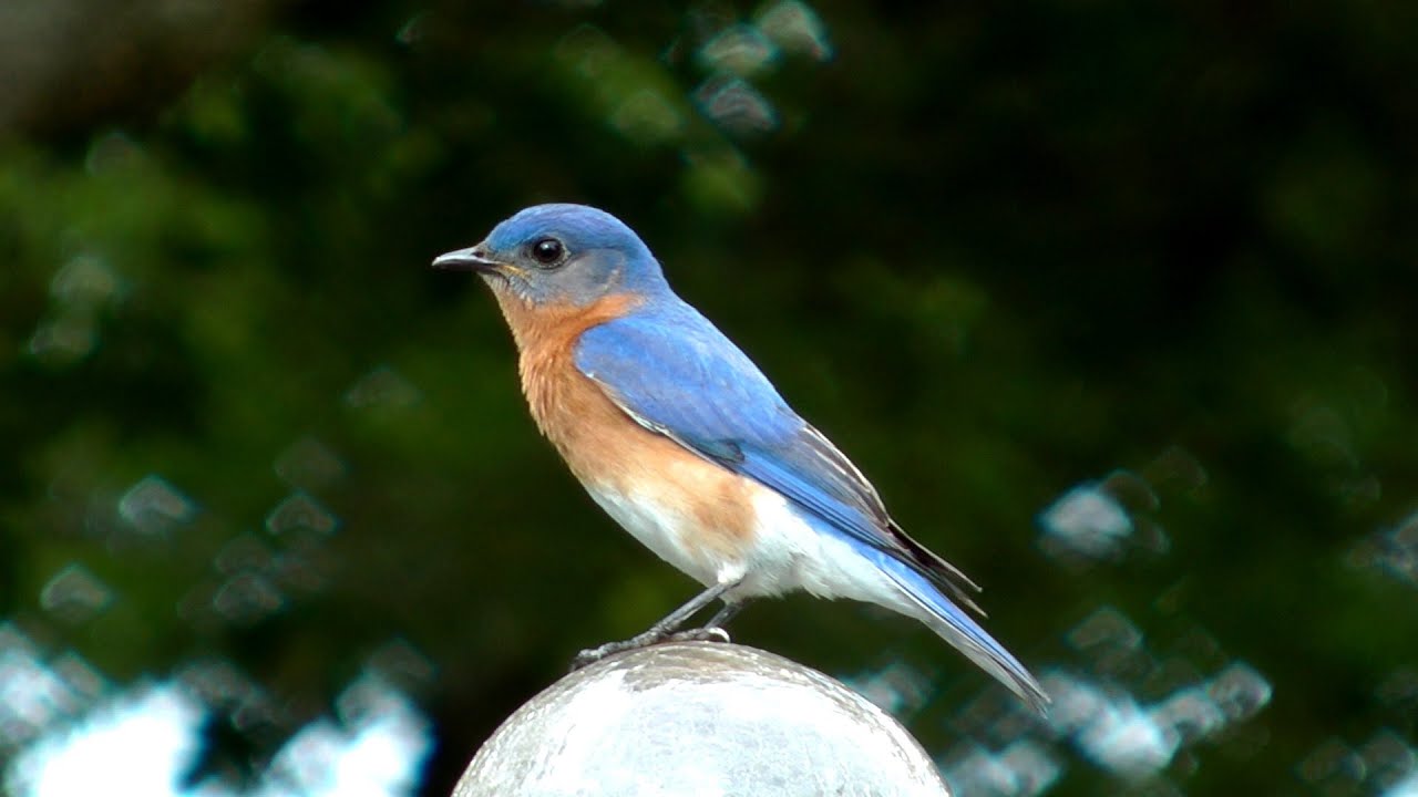 Eastern Bluebird Song FYV