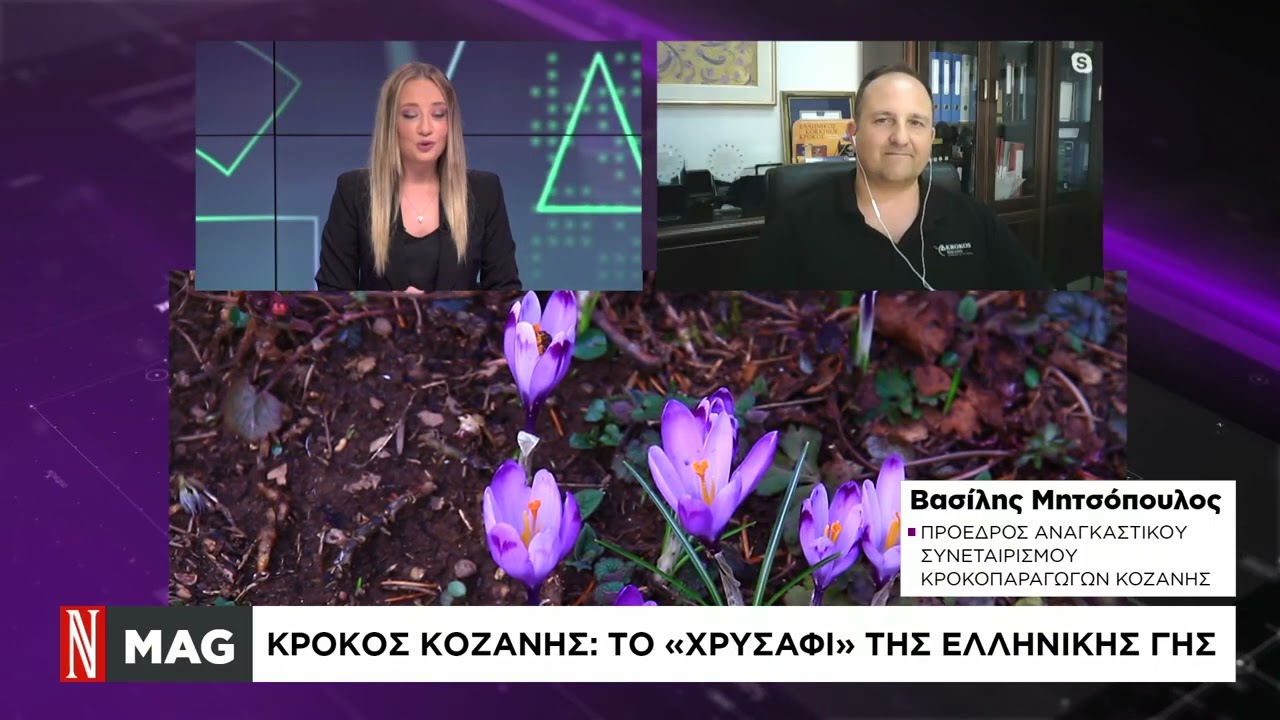 Κρόκος Κοζάνης: Σταδιακά μειωμένη η παραγωγή τα τελευταία δύο χρόνια – Ποια η αιτία