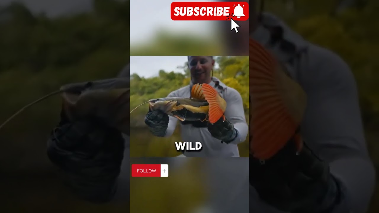 Mencoba Memancing di Sungai Amazon‼️|| #fishing #mancing #sungai #amazon #monster #ikan