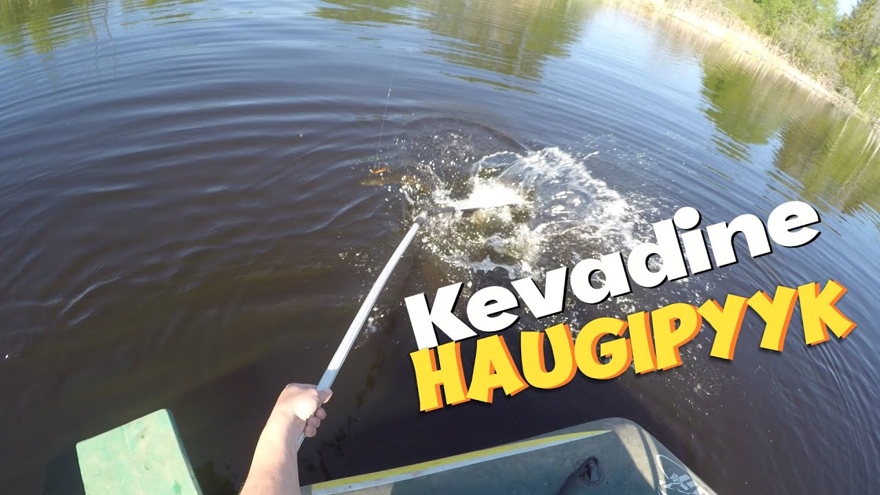 Kevadine Haugipüük Järvel / 5.5kg Havi