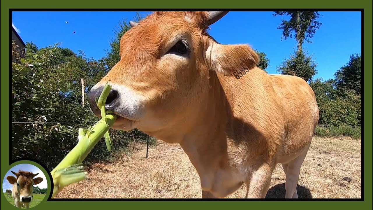 Du fourrage vert en pleine sécheresse 🐮 Cimes de maïs 🌾, arbres fourragers 🌳 et couverts d’été 🌿