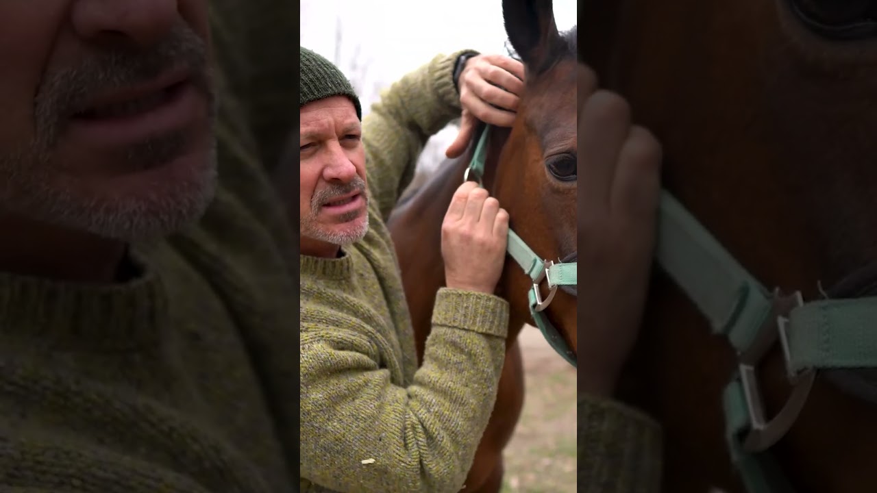 HORSE TWITCHING FROM PINCHED NERVE 🐴 RELAXING HORSE ADJUSTMENT