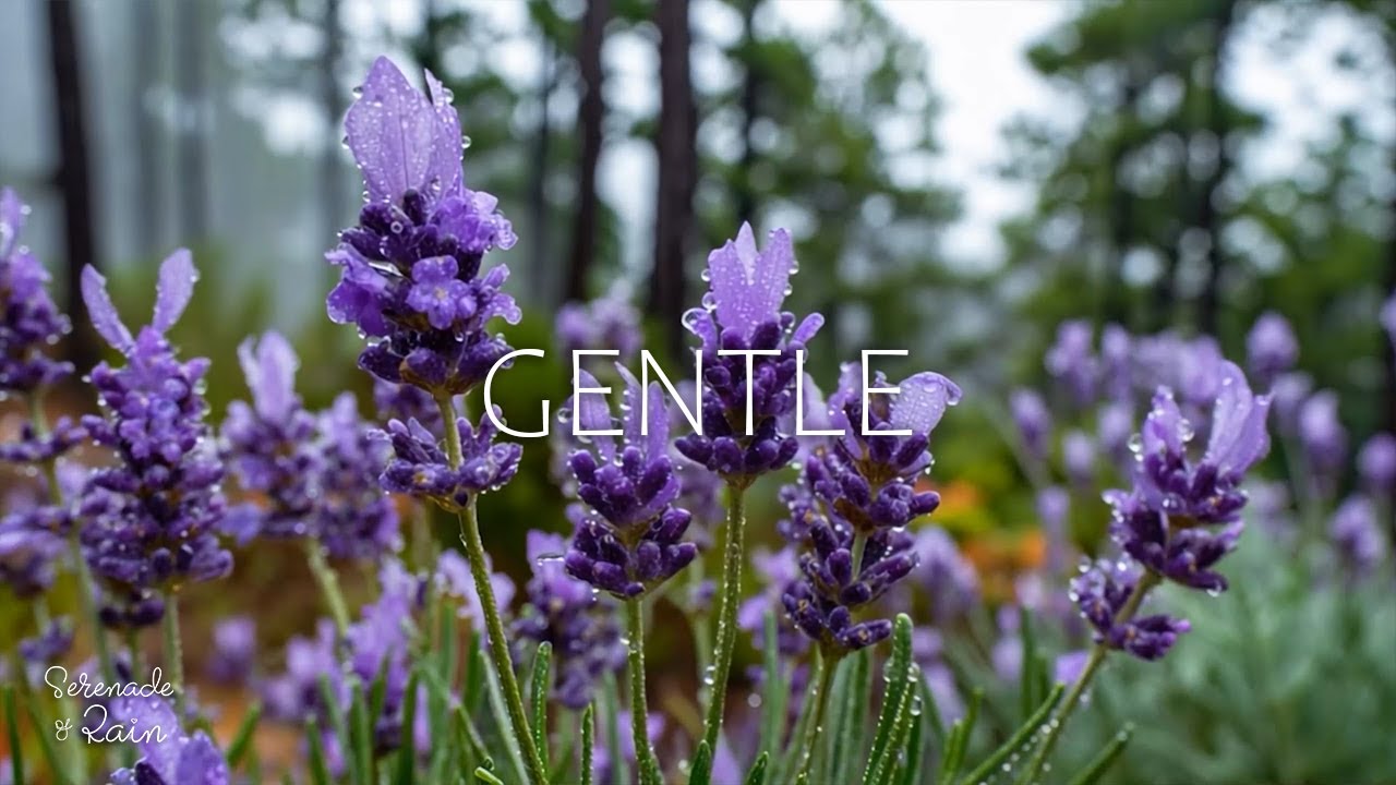 🌲 Gentle Night Piano with Forest Ambience to Relax the Mind, Improve Sleep and Focus 🌙
