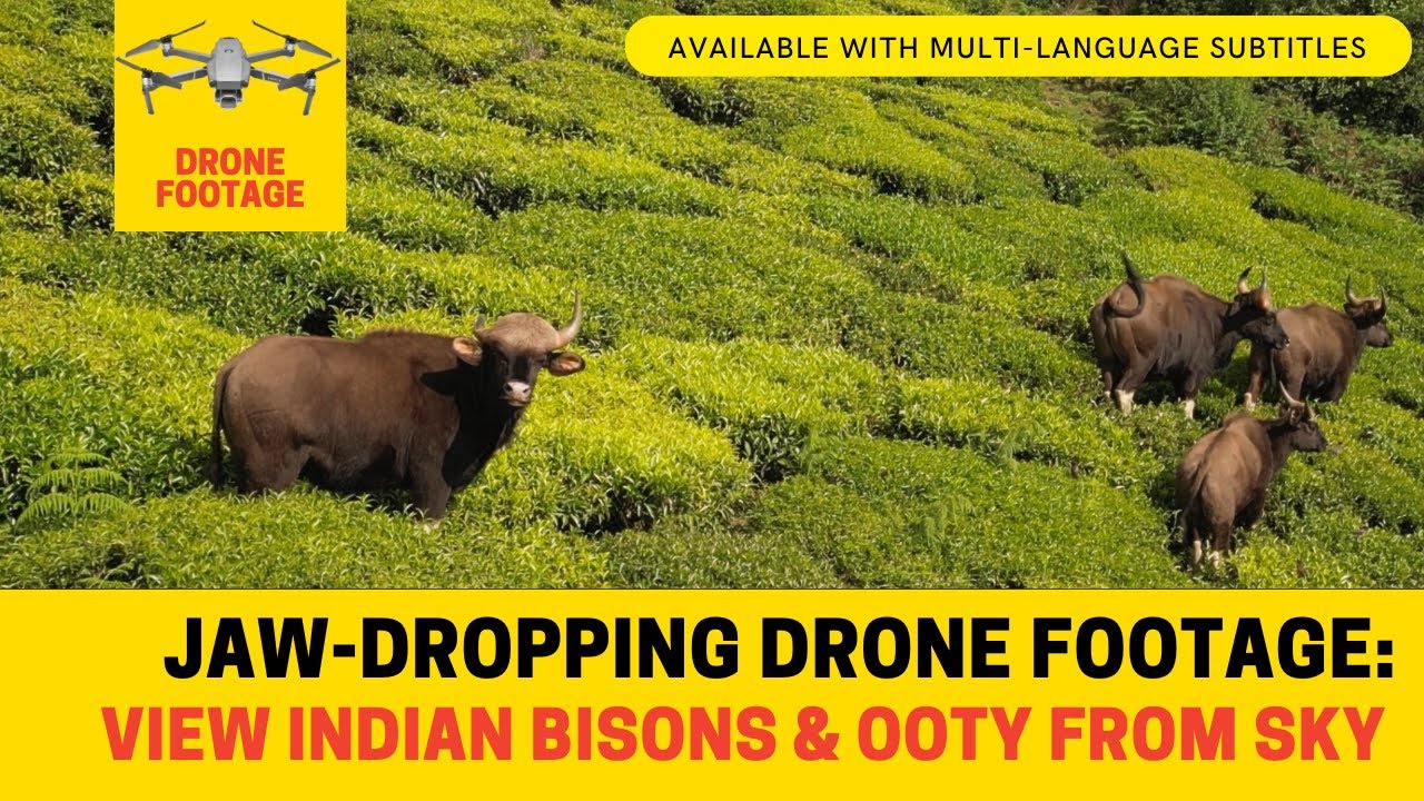Jaw-Dropping Drone Footage of Majestic Bisons (Gaurs) in Ooty's Tea Gardens 🌿 (Subtitles Available)