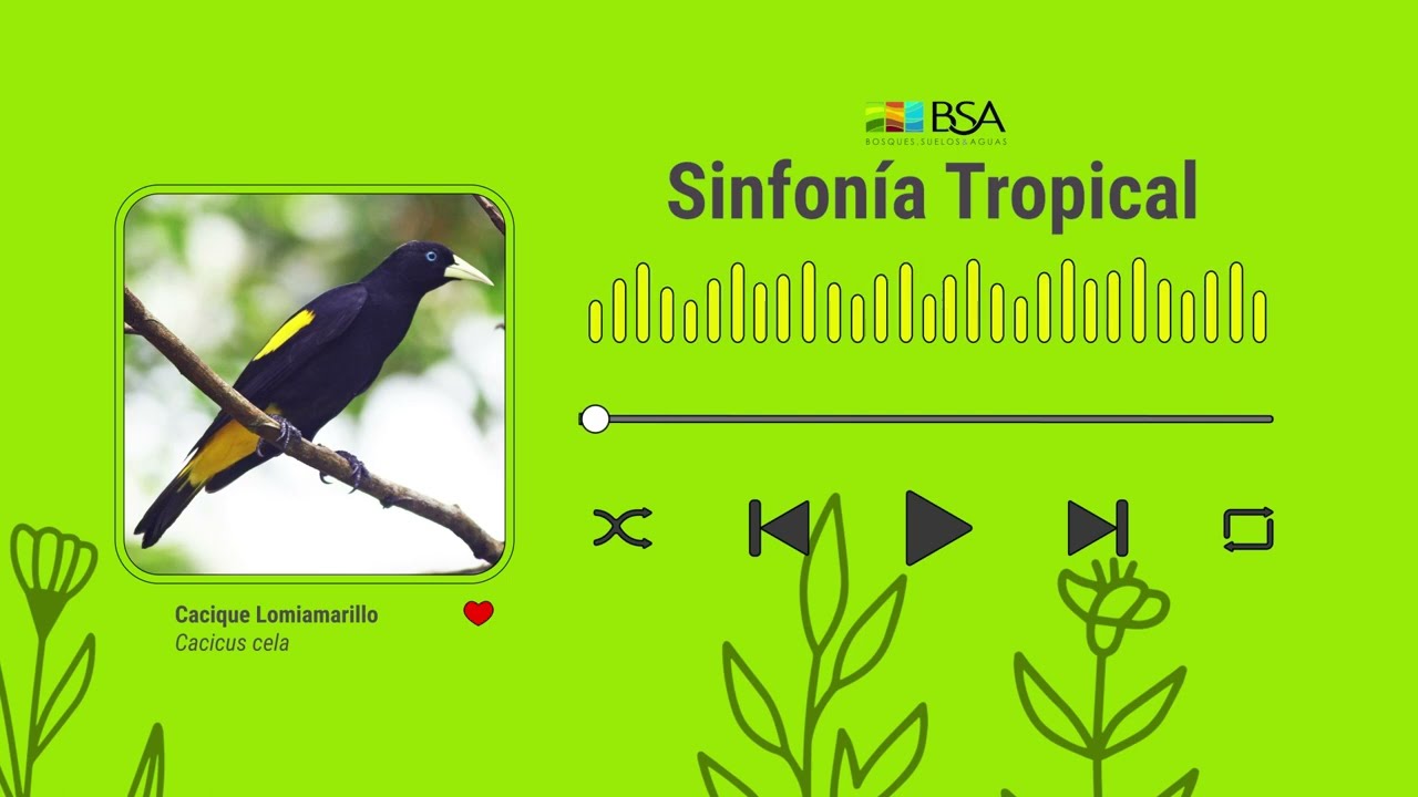 🐦 Arrendajo - Sinfonía Tropical (BSA)